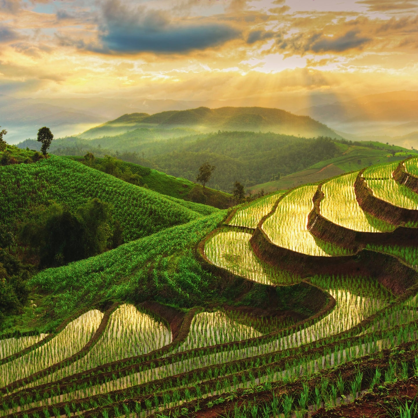 Living Collect. 3x Asien