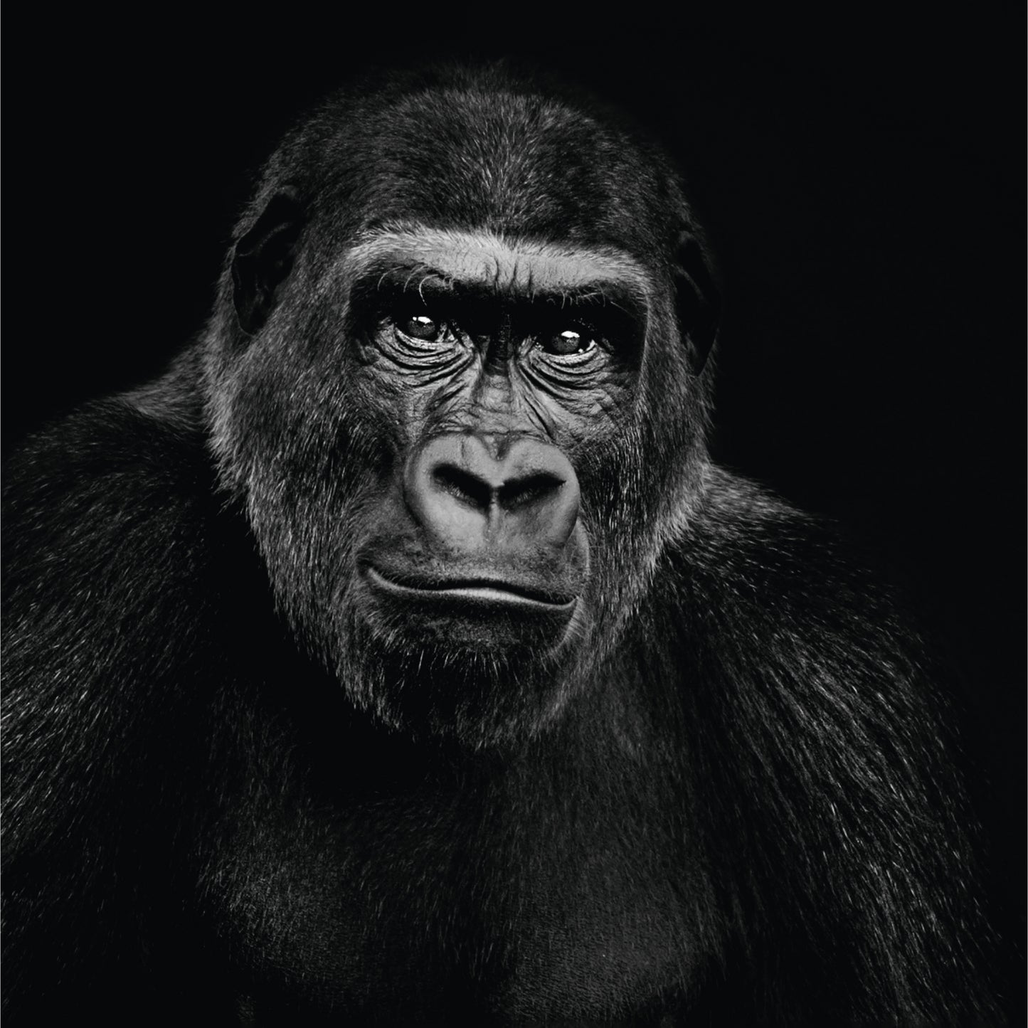 Living Collect. 3x Tiere Afrika