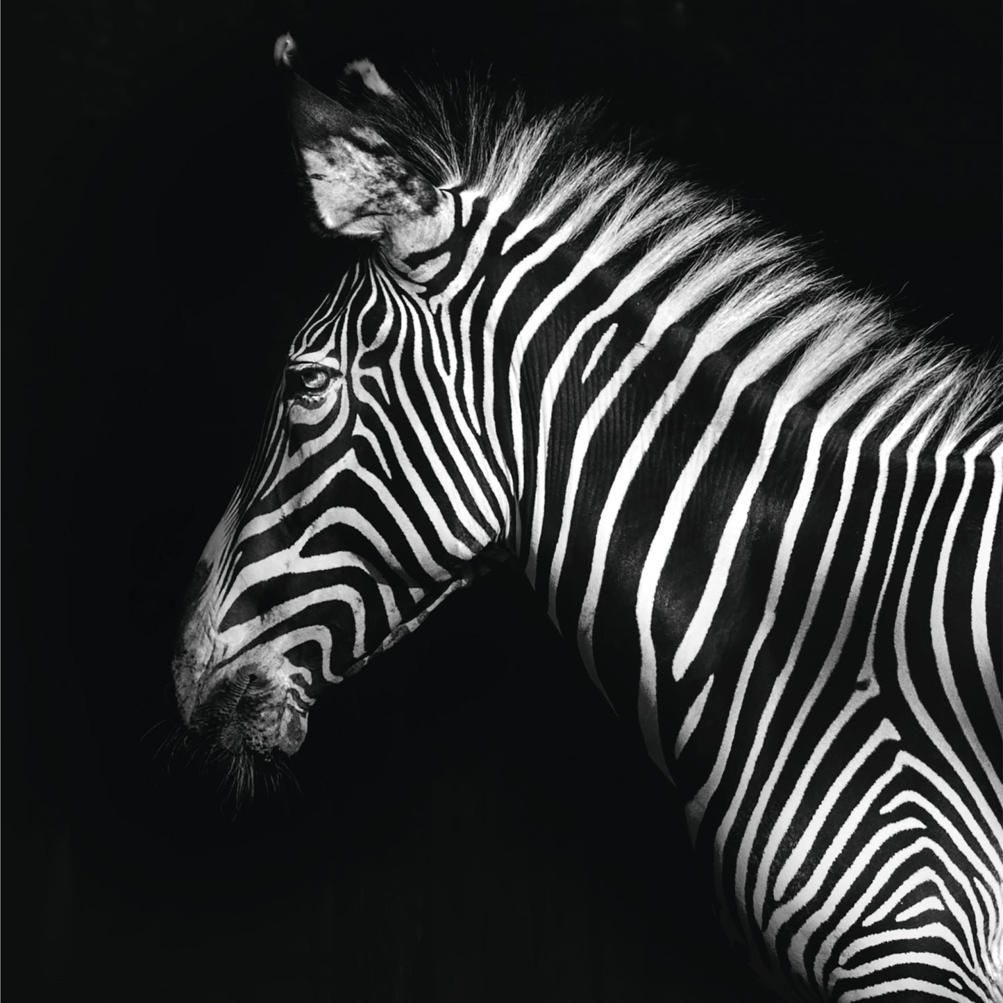 Living Collect. 3x Tiere Afrika