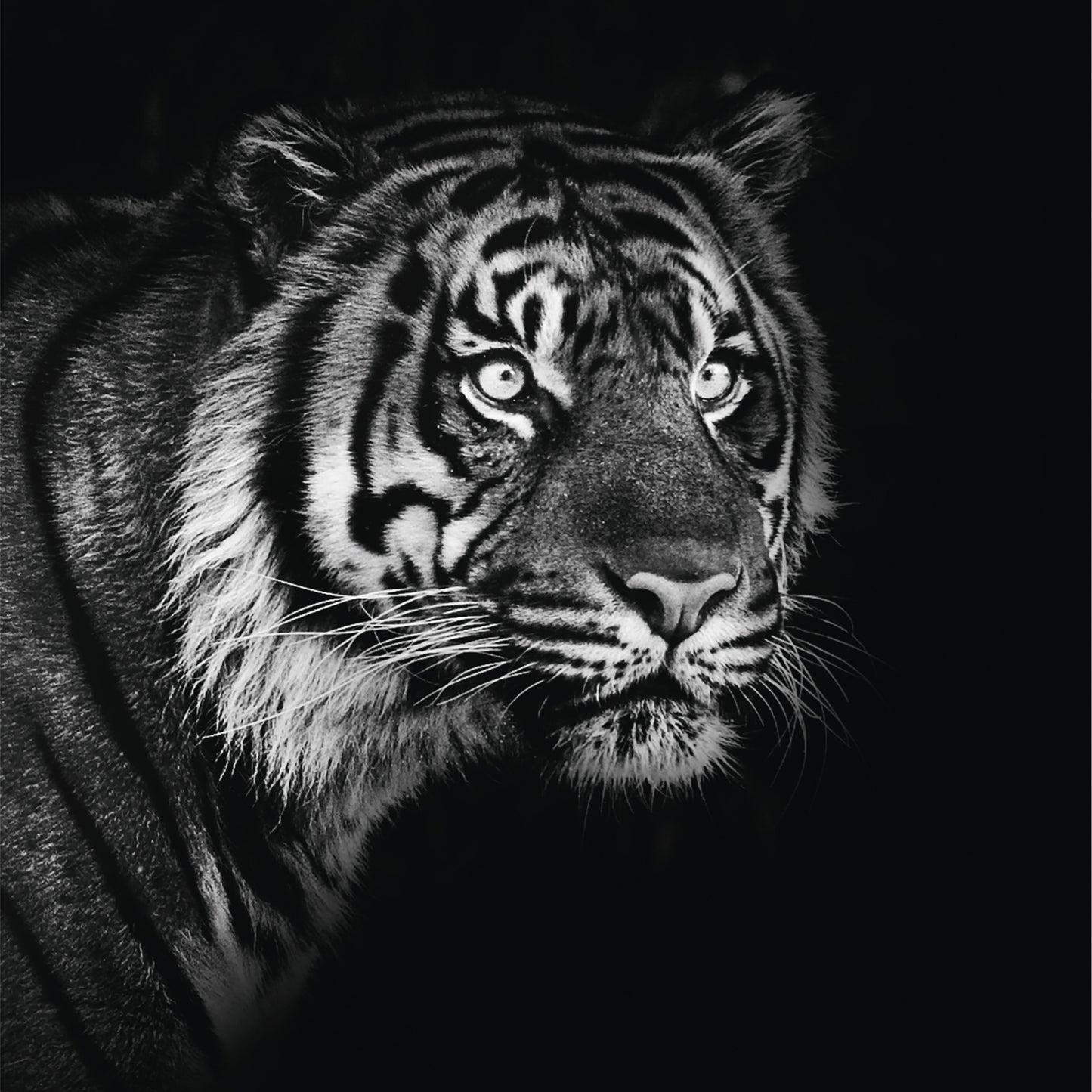Living Collect. 3x Tiere Afrika