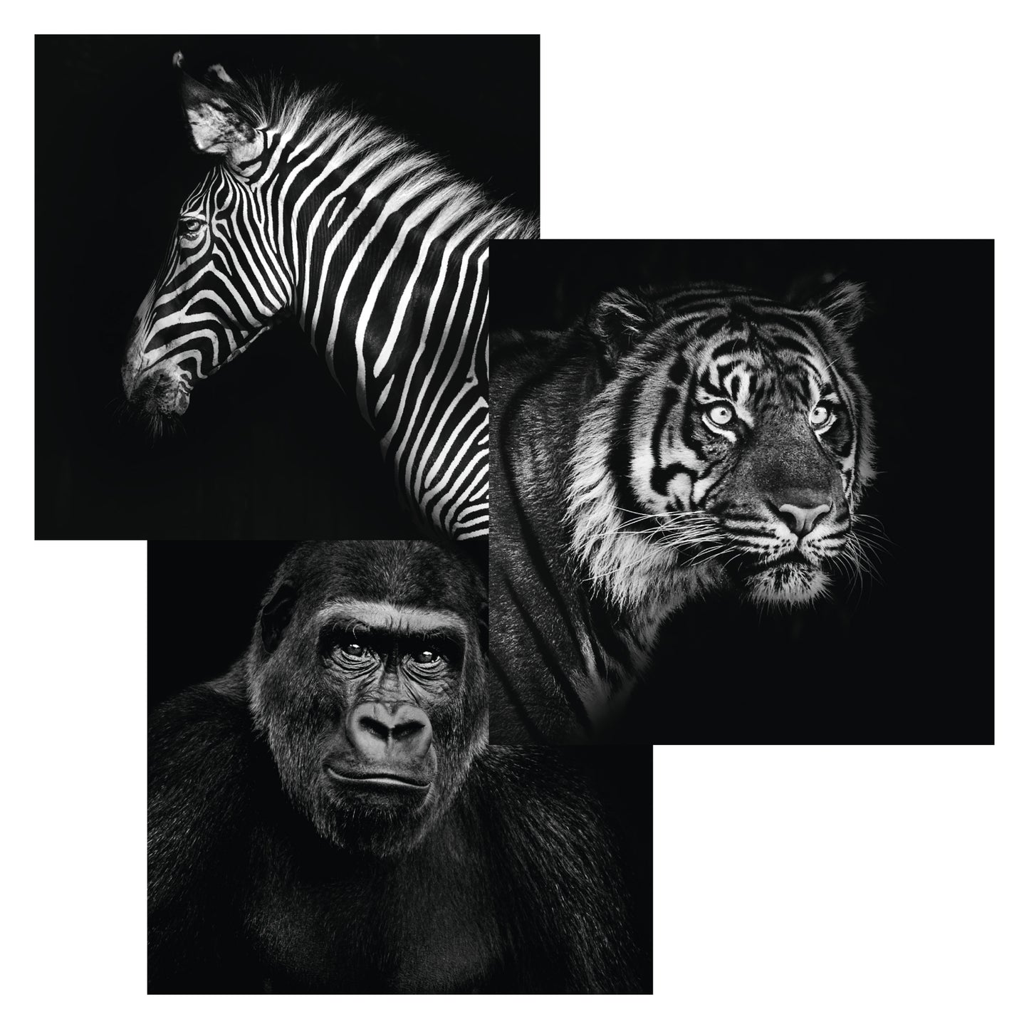 Living Collect. 3x Tiere Afrika